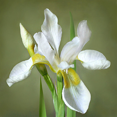 White Iris