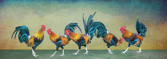 Roosters