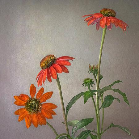 Orange Echinacea